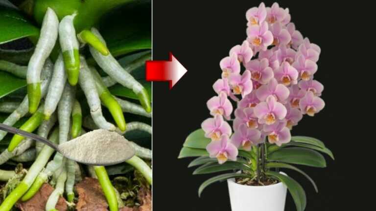 Derramei uma colher sobre as raízes! De repente, as orquídeas floresceram com muitas flores