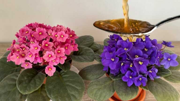 Atenção a isto!! Dê vinagre às violetas com este método e elas florescerão sem parar