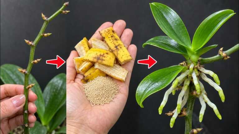 Gdy poznasz ten sekret, rozmnożysz storczyki Phalaenopsis ze starych pędów kwiatowych