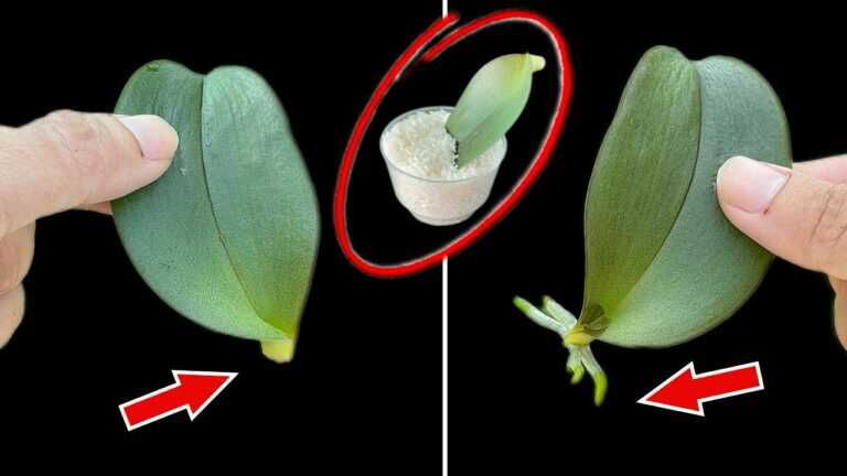 Tylko czosnek! Orchidea wypuszcza mnóstwo nowych korzeni i kwiatów!