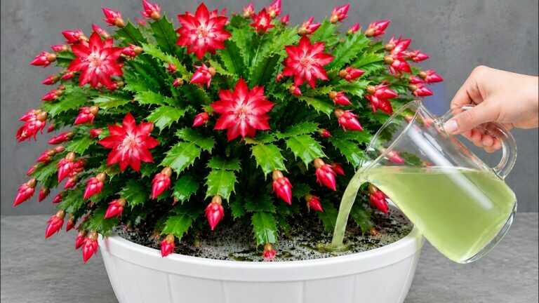 Apenas 1 copo! Faça suas plantas florescerem como LOUCAS!