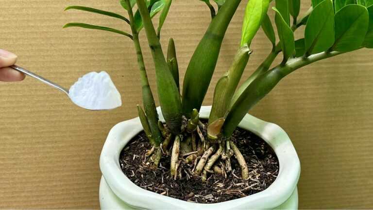 Polvilhe uma colher! De repente, cada planta produz 500% mais brotos novos.