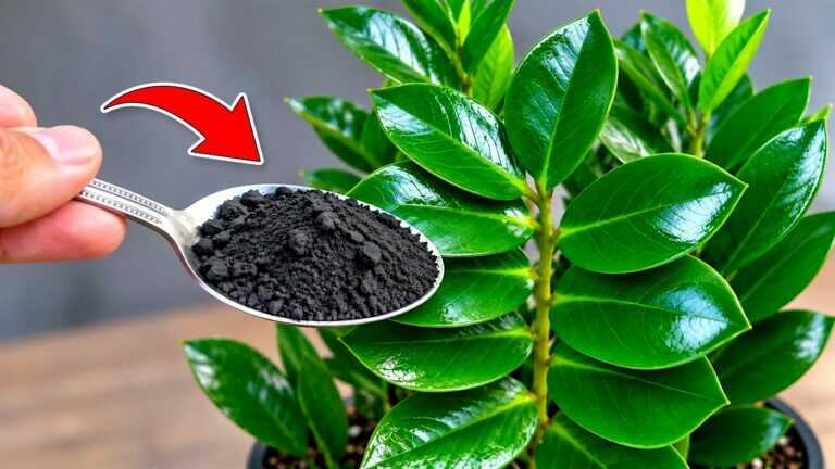 🌸 Eu não sabia disso! Uma colher pode ajudar qualquer planta a produzir muito mais flores
