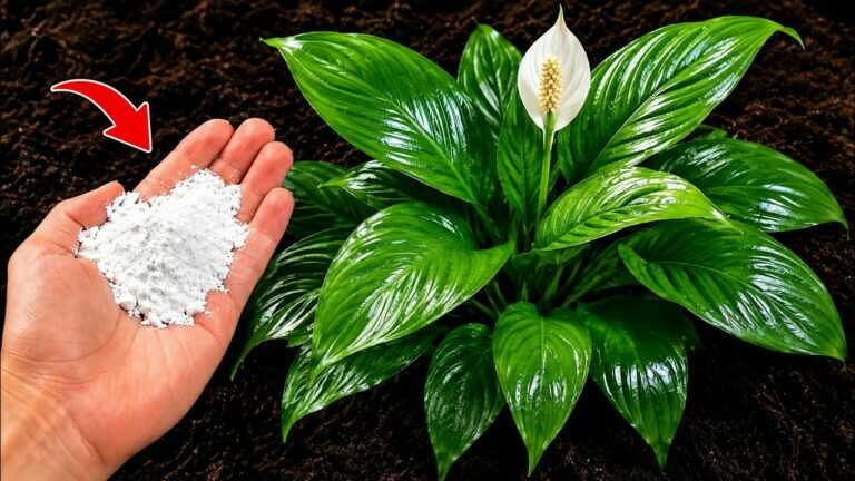 Só 1 Colher Faz Qualquer Planta FLORESCER 10x MAIS RÁPIDO (Truque dos Profissionais)