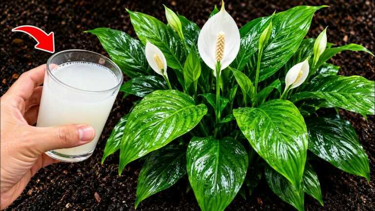 1 COPO POR SEMANA! Faz Qualquer Planta FLORESCER 10x MAIS RÁPIDO (Truque dos Profissionais)