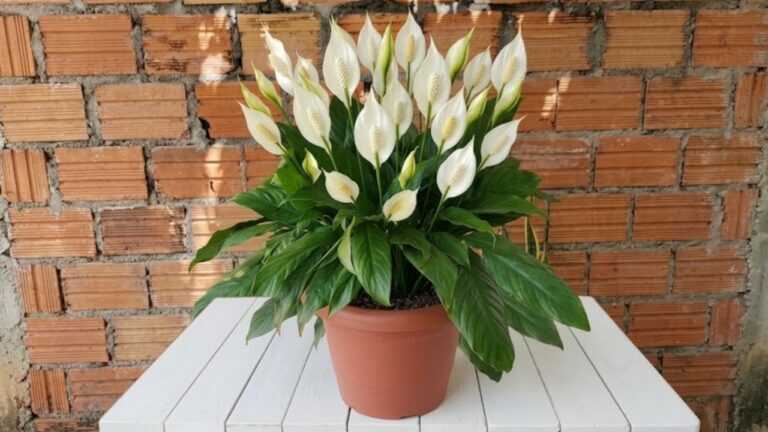 Morria e não sabia: Uma colher desse líquido vai fazer suas plantas florescerem muito (ano todo)