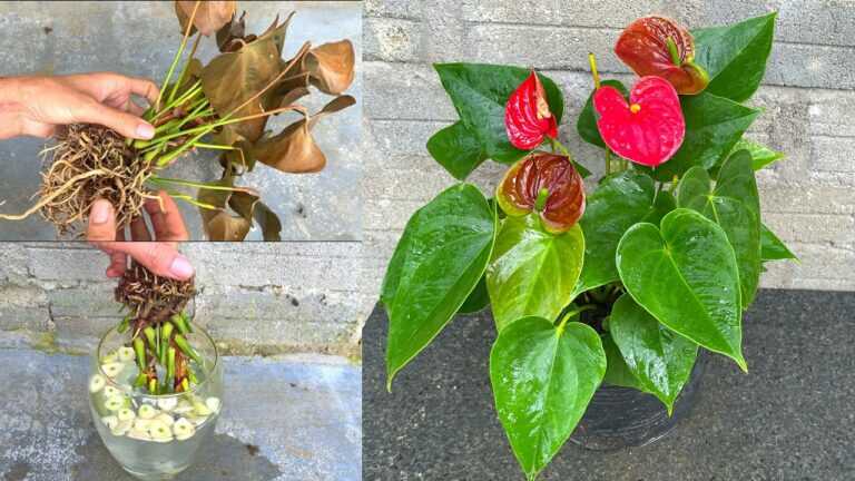 Dicas para reviver antúrios murchos | Como cultivar antúrio vermelho