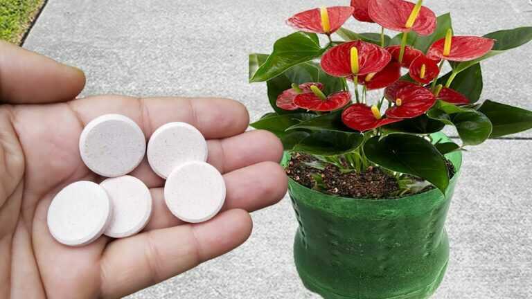 LINDO! Apenas 1 comprimido faz qualquer planta crescer e florescer