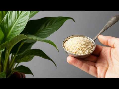 Só arroz! E o lírio-da-paz floresce loucamente nas quatro estações
