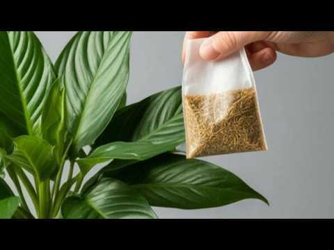 Basta 1 pedaço! Surgirão imediatamente muitas flores novas durante todo o ano