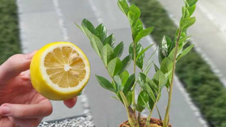 Incrível! Crescimento vigoroso e floração intensa: o limão faz maravilhas na zamioculca