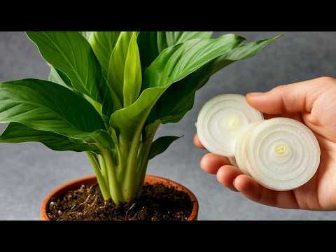 Uma fatia fina por semana! De repente, o lírio-da-paz produz 500% mais hastes florais