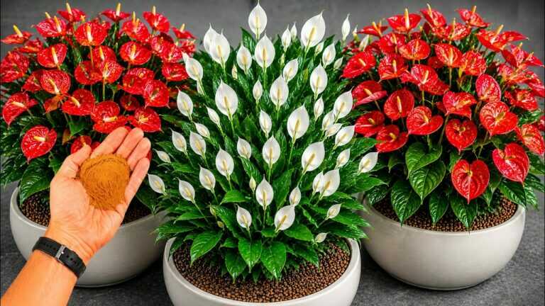 BOMBA! Só 1 Colher Faz EXPLODIR de TANTAS FLORES (Qualquer Planta)