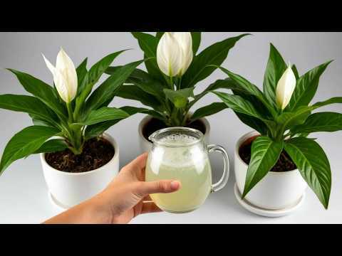 1 kopje per week! Honderden bloemen bloeien onafgebroken en blijven altijd mooi…