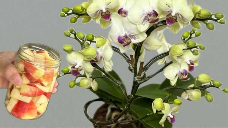 Giet het aan de voet van de orchidee! Ze zal onmiddellijk wortels ontwikkelen en bloeien.