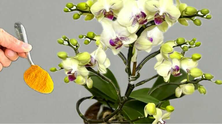 Slechts één lepel is genoeg! En je orchidee bloeit het hele jaar door, heel eenvoudig.
