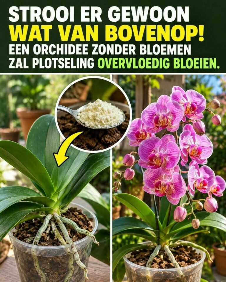 Strooi er gewoon een beetje bovenop — een orchidee zonder bloemen kan plots rijk bloeien