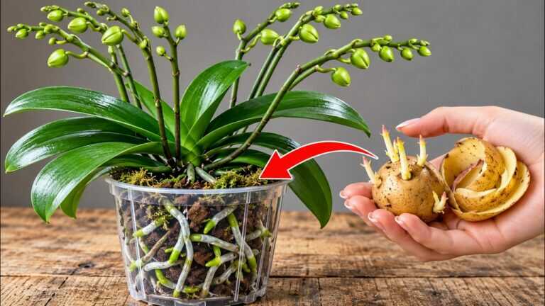 Slechts één schijfje per week om je orchideeën te laten bloeien als nooit tevoren en hun…
