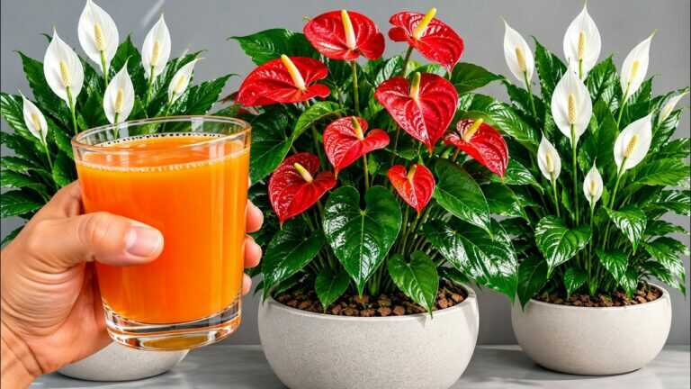 Slechts 1 glas zorgt voor een EXPLOSIE VAN BLOEMEN (bloemisten HATEN dat je dit weet)