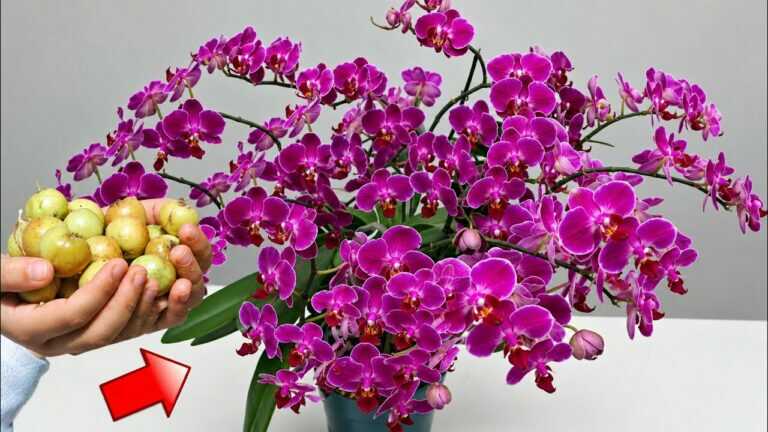 Leg één stukje onder je orchidee! Ze maakt nieuwe scheuten en wortels!