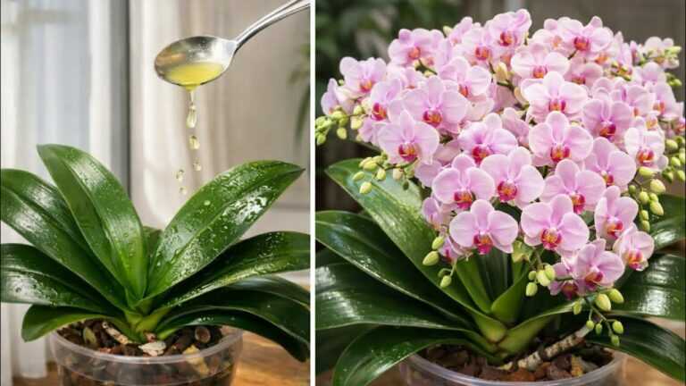 Doe alleen DIT! Een orchidee zonder bloemen begint plotseling uitbundig te bloeien