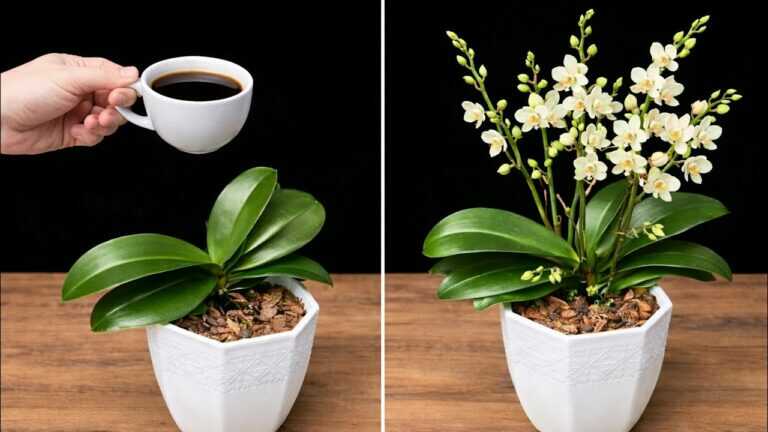 Doe dit! Een orchidee zonder bloemen gaat plotseling rijkelijk bloeien