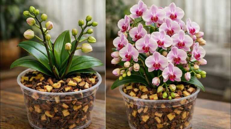 Doe dit! Een orchidee zonder bloemen gaat plotseling rijkelijk bloeien