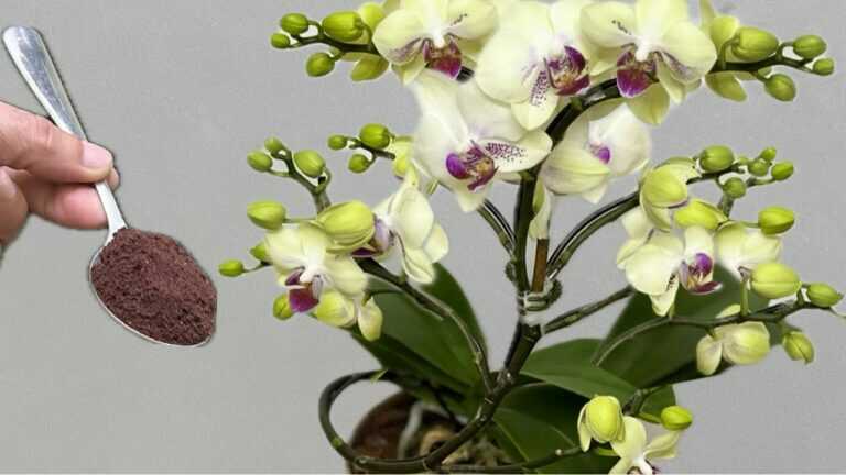 Strooi er een beetje van! Zo bloeien orchideeën meteen het hele jaar door, op een eenvoudige manier