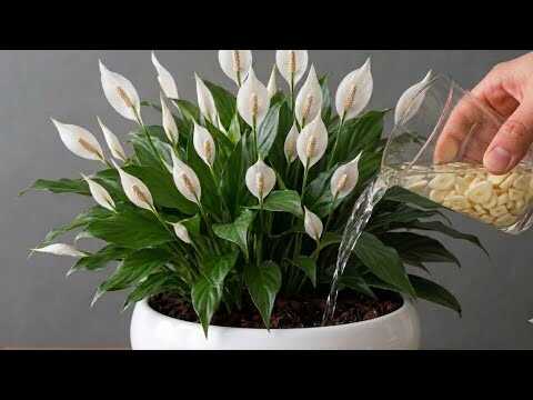 1 kopje per week! Honderden bloemen bloeien het hele jaar door!