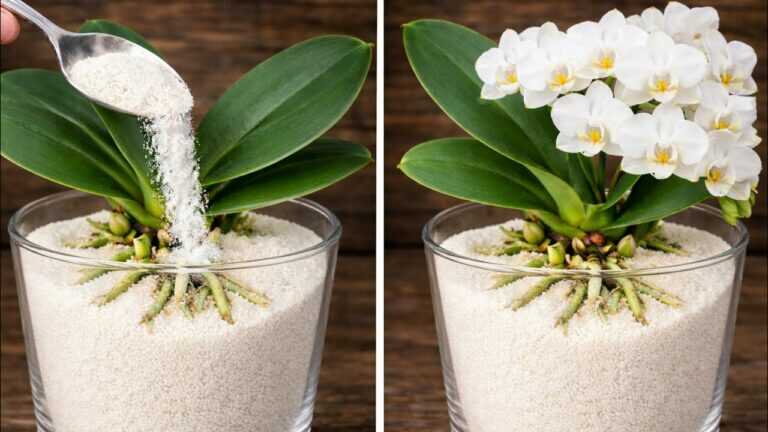 Strooi dit er gewoon bovenop! Een orchidee zonder bloemen bloeit plotseling uitbundig