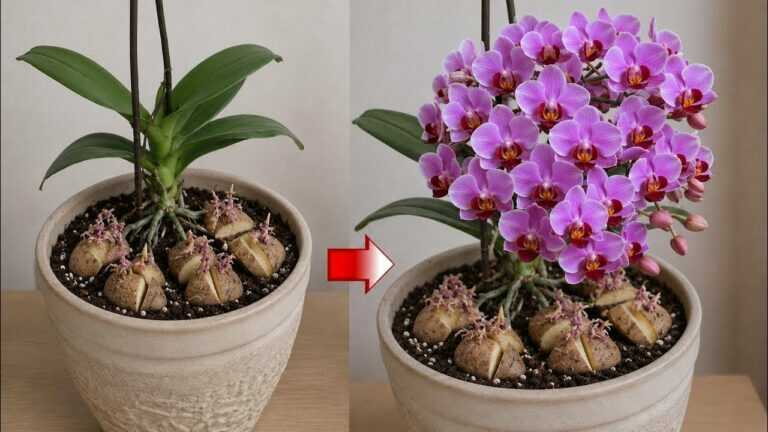 Vložte jeden kousek pod kvetoucí orchidej! Náhle začne bohatě kvést.