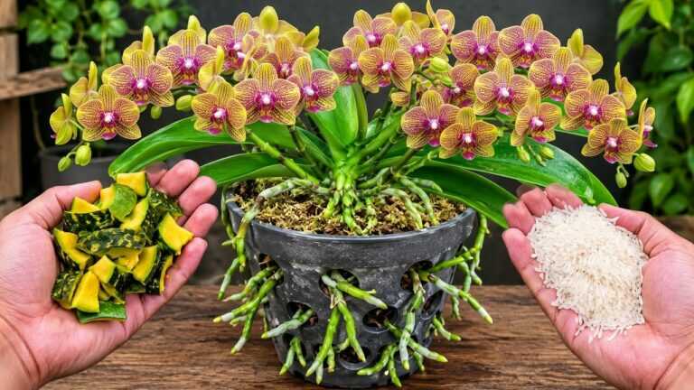 Aplikujte to jednou na své orchideje a sledujte, jak se rozvíjí neuvěřitelné zakořenění.