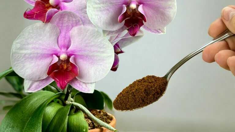 Skutečný poklad pro orchideje! Kvetou bez přestání 🌺 a kořeny rostou jako