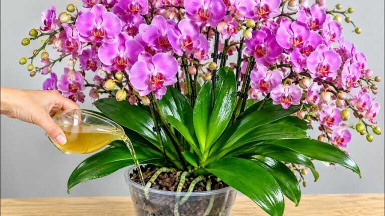 Udělejte to teď! Za pouhých 15 dní může orchidej vytvořit mnoho květních stonků