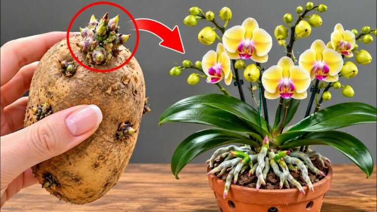 Orchideje kvetou znovu a znovu! Tajemství brambor a zázvoru