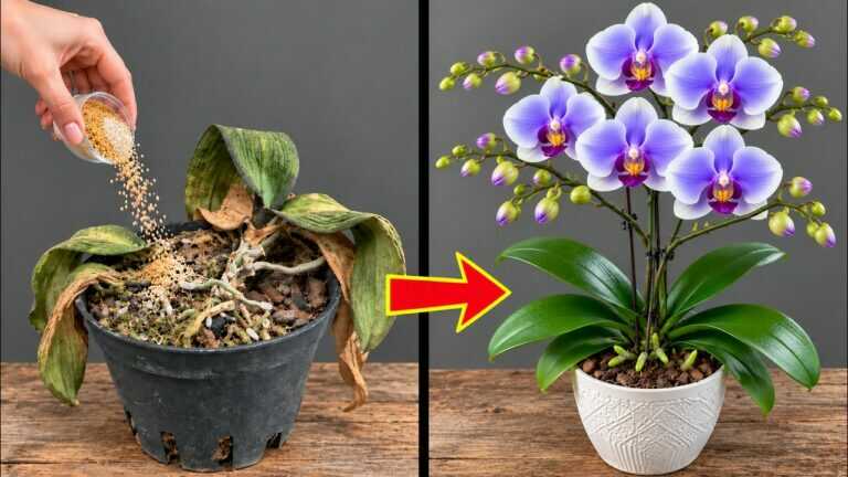 Šest měsíců bez nových výhonků… až jsem na orchideji vyzkoušel tento trik!