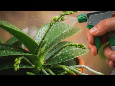 Neuvěřitelné! Toto domácí hnojivo může orchidejím pomoci kvést po celý rok!