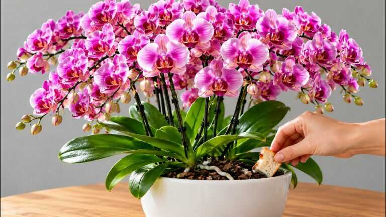 Vložte jediný kousek do květináče s orchidejí! Orchidej bohatě vykvete.