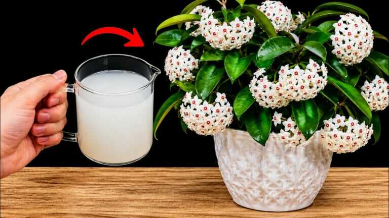 7 verborgen trucs om je Hoya keer op keer te laten bloeien