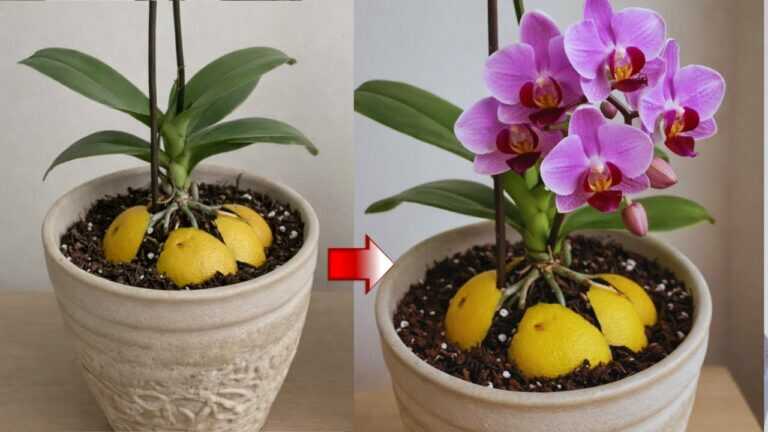 Vložte jeden kousek pod nekvetoucí orchidej! Náhle vyžene výhonky a bohatě rozkvete