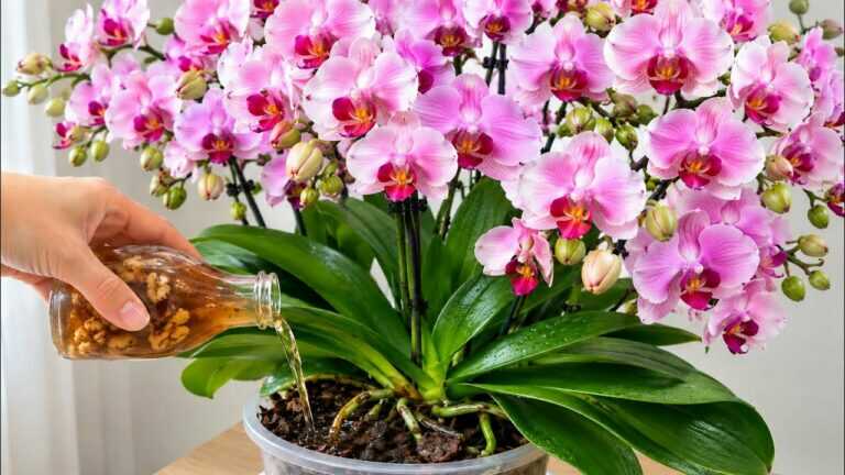 Stačí jen lehce posypat! Orchideje budou na podzim nepřetržitě kvést.