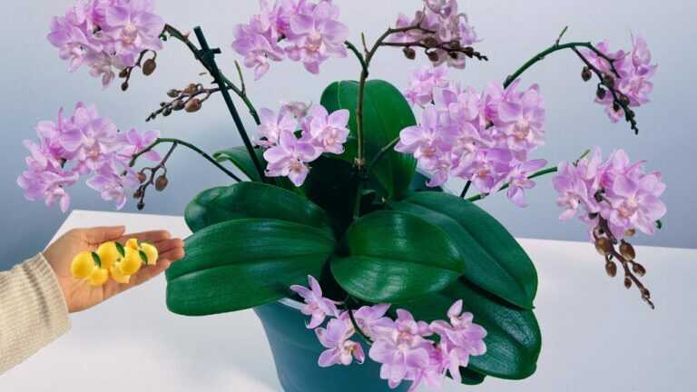 Položte jeden kousek pod nekvetoucí orchidej! Najednou vyraší stonky a bohatě pokvete