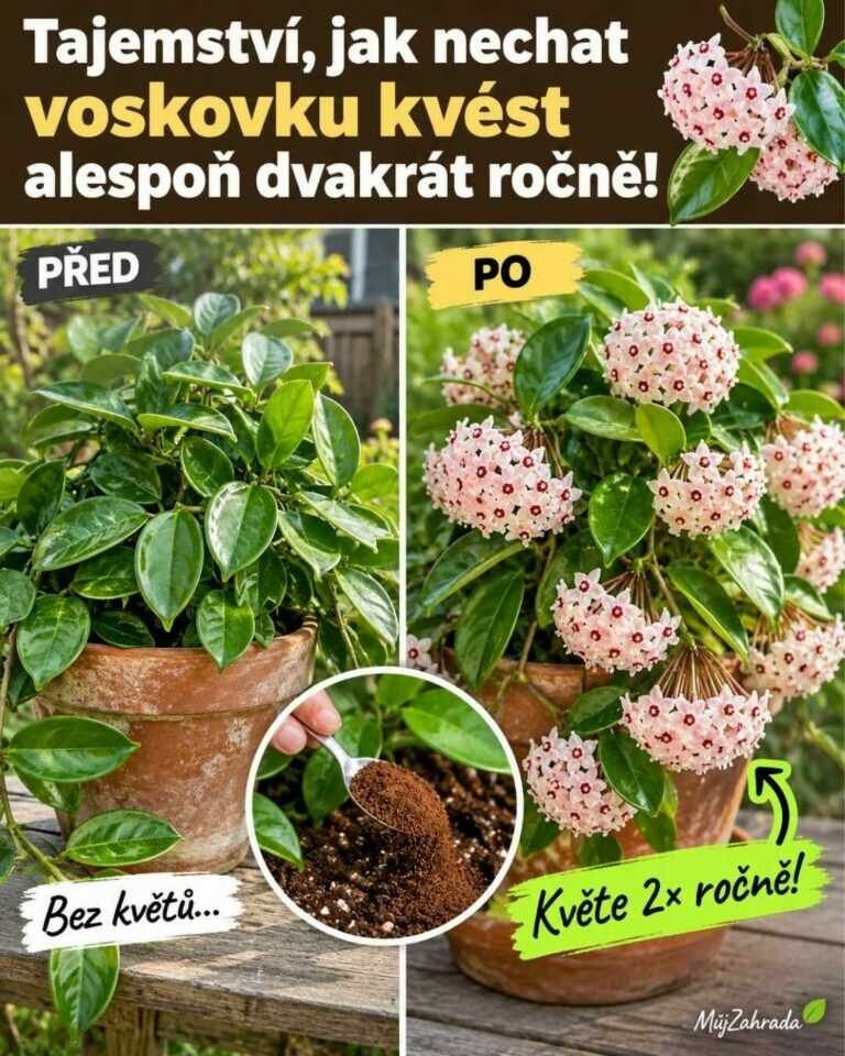 Tajemství, jak nechat voskovku kvést alespoň dvakrát ročně — jednoduchý trik