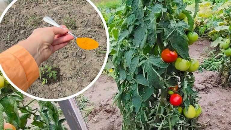 One Spoon Will Replace a Ton of Manure.