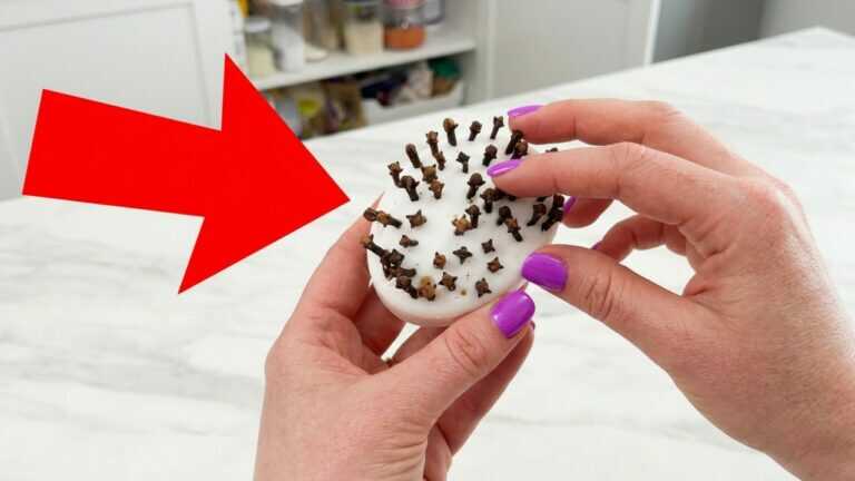 No More Moths, Ants or Mosquitoes? Try This Simple Home Trick