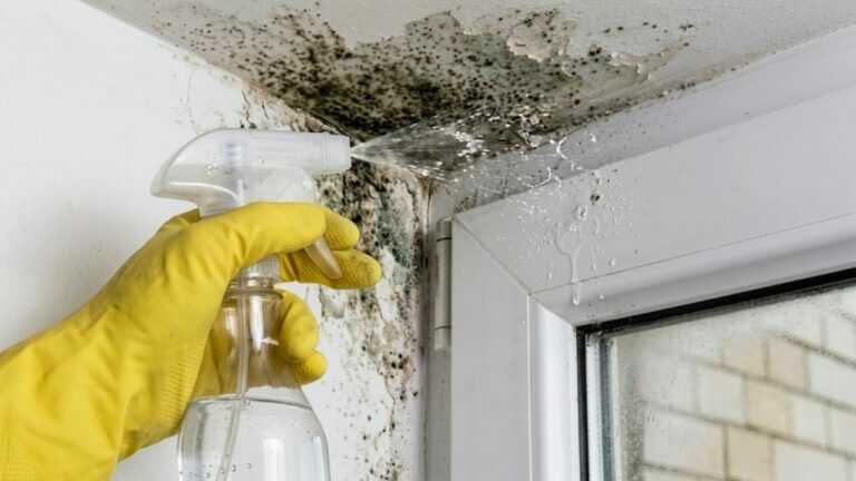 Neither Vinegar nor Baking Soda: This ‘Magic Eraser’ Tackles Damp Wall Stains