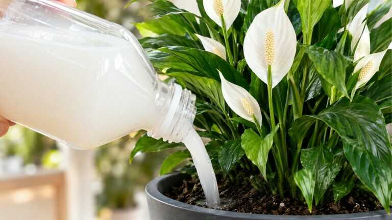 Just One Watering Makes the Peace Lily Bloom (The Result Was Surprising)