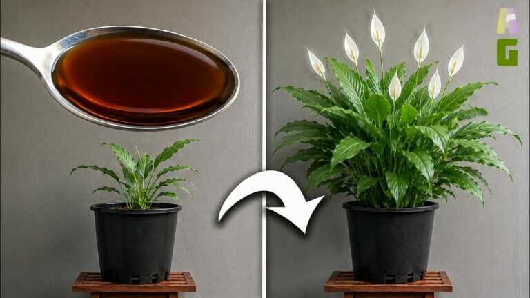 If Only I Had Known These Two Fertilizers for Peace Lilies 5 Years Ago