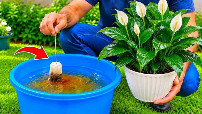 🌸 Stop Wasting Your Used Tea Bags — Use Them in Your Garden!