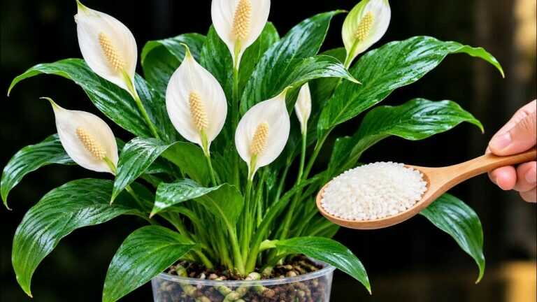 Just One Spoonful! A Vigorous Peace Lily That Blooms All Year Round!